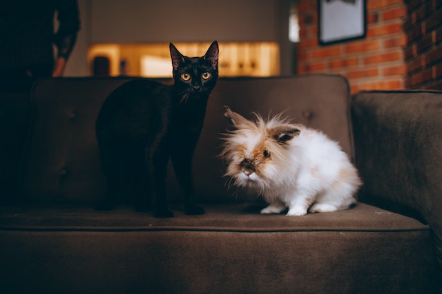 a black cat and a white bunny sitting on a couch